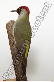 Green Woodpecker - Picus viridis 0003